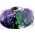Brokuł fioletowy - Miranda - 300 nasion