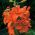 Lilia azjatycka pomarańczowa - Orange - 1 cebula