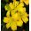 Lilia azjatycka żółta - Yellow - 1 cebula