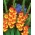 Gladiolus - Mieczyk Sunshine - 5 cebulek