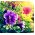 Petunia ogrodowa o kwiatach pełnych Polka F2 - 50 nasion
