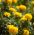 Aksamitka rozpierzchła - żółta - 350 nasion
