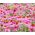 Jeżówka purpurowa - 230 nasion