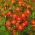 Aksamitka wąskolistna brązowoczerwona - 390 nasion
