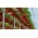 Truskawka Monterey - doniczkowa, zwisająca - 20 sadzonek XL
