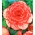 Begonia czerwono-biała - Marmorata - 2 bulwy