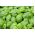 BIO Bazylia zielona - Certyfikowane nasiona ekologiczne - 650 nasion