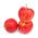 Jabłoń Szampion - sadzonka w balocie - XXL
