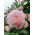 Róża pnąca jasnoróżowa - sadzonka z bryłą korzeniową