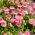 Stokrotka pomponette - różowa - 690 nasion