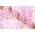 Glicynia chińska, wisteria Honbeni, Pink Ice - różowa - przepiękne pnącze - szczepiona sadzonka