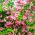 Żylistek mieszańcowy Strawberry Fields - sadzonka P9