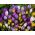 Krokus - kolorowa mieszanka odmian - 10 cebulek