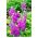 Lewkonia wielopędowa liliowa - Lolita - 300 nasion