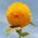 Słonecznik ozdobny wysoki - pełny - 80 nasion