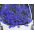Lobelia zwisła szafirowoniebieska - 6400 nasion