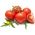 Pomidor szklarniowy - Tukan F1
