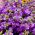 Lewkonia wielopędowa liliowa - Lolita - 300 nasion