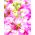 Lewkonia wielopędowa różowa - Liroza - 300 nasion