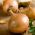 Cebula Ailsa Craig - gigantyczne cebule, nawet 1kg! - 500 nasion