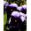 Bratek wielkokwiatowy - fioletowo-biały - 250 nasion