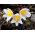 Sasanka - Anemone pulsatilla - biała - 90 nasion
