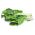 Burak liściowy Lukullus - zielony - 225 nasion