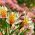 Alstremeria – oryginalna roślina kwitnąca do ogrodu! - 5 nasion