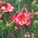 Goździk ogrodowy malinowy - Raspberry ripple - 110 nasion