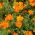 Aksamitka wąskolistna pomarańczowa - 390 nasion