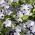 Porcelanka plamista (Nemophila maculata) - 300 nasion