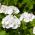Pelargonia biała - 10 nasion