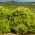 Sałata liściowa karbowana - Lollo Bionda - 1200 nasion