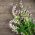 Szałwia muszkatołowa – piękna roślina przyprawowa i ozdobna - 115 nasion