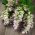 Szałwia muszkatołowa – piękna roślina przyprawowa i ozdobna - 115 nasion