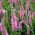 Przetacznik kłosowy - różowy - 3000 nasion