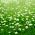 Stokrotka łąkowa, trawnikowa - 1200 nasion