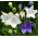 Platykodon wielkokwiatowy, Rozwar - 110 nasion