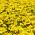 Aksamitka wąskolistna złotożółta - 390 nasion
