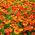 Dzielżan jesienny - 1200 nasion