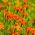 Aksamitka wąskolistna pomarańczowa - 390 nasion