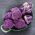 Kalafior o róży fioletowej Di Sicilia violetto - 54 nasion