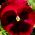 Bratek wielkokwiatowy - czerwony z czarną plamą - 400 nasion