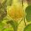 Tulipanowiec amerykański – obficie kwitnące drzewko ozdobne