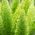 Asparagus ozdobny - 10 nasion