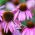 Jeżówka purpurowa - 230 nasion