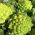 Kalafior o róży zielonej Romanesco natalino - 270 nasion