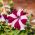 Petunia o kwiatach dwubarwnych - mieszanka - 80 nasion