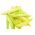 Fasola karłowa żółtostrąkowa – odmiana Galopka - 100 nasion
