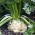 Seler korzeniowy - Prager Reuzen - 1800 nasion